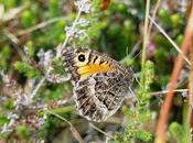 ¿Una nueva especie?