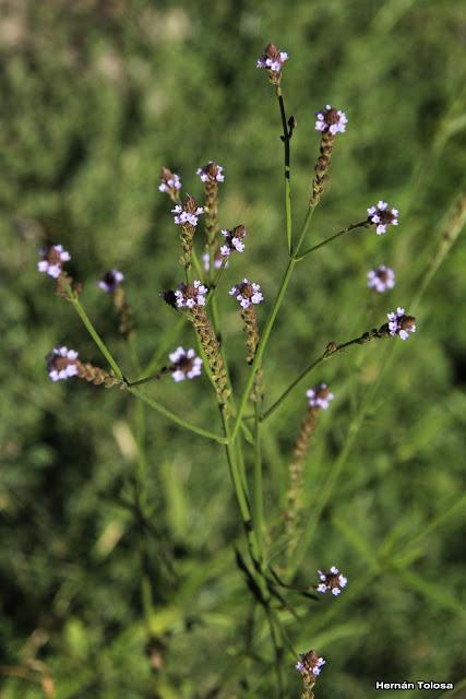 Yerba de Santa Ana (Verbena gracilensis)