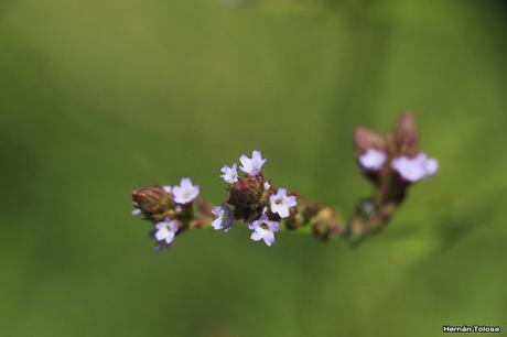 Yerba de Santa Ana (Verbena gracilensis)