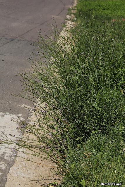 Yerba de Santa Ana (Verbena gracilensis)