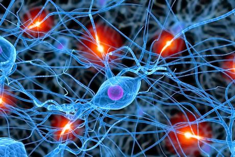 Identifican Nuevos Subtipos de Neuronas