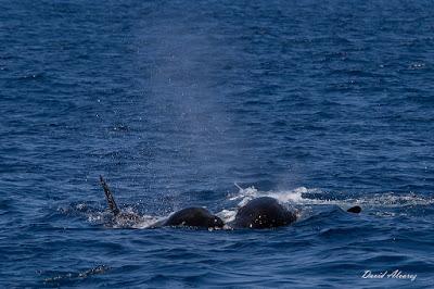 Orcas en el estrecho (II): el escuadrón del atún rojo