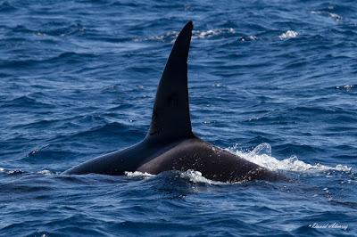 Orcas en el estrecho (II): el escuadrón del atún rojo