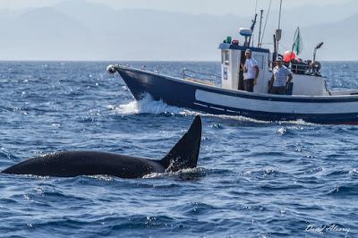 Orcas en el estrecho (II): el escuadrón del atún rojo