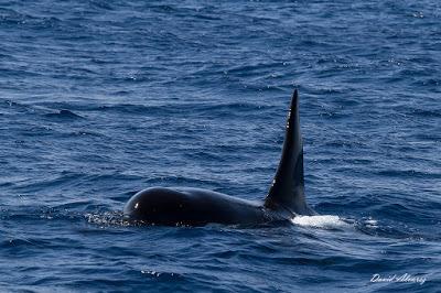 Orcas en el estrecho (II): el escuadrón del atún rojo