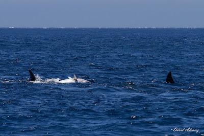 Orcas en el estrecho (II): el escuadrón del atún rojo