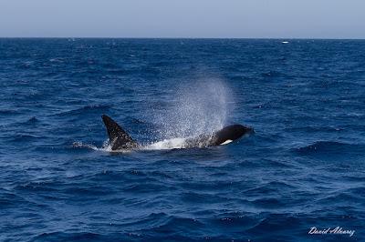 Orcas en el estrecho (II): el escuadrón del atún rojo