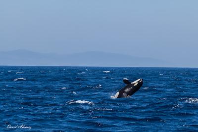 Orcas en el estrecho (II): el escuadrón del atún rojo