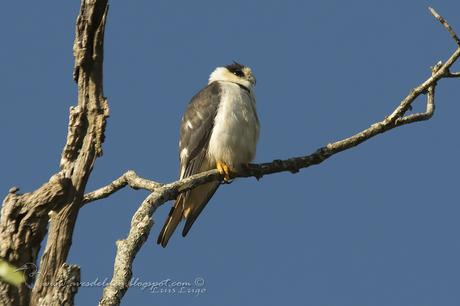 Milano chico (Pearl Kite) Gampsonyx swainsonii