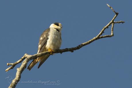 Milano chico (Pearl Kite) Gampsonyx swainsonii