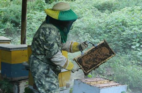 ECUADOR: La apicultura, una actividad que ‘extrae’ las bondades de las abejas