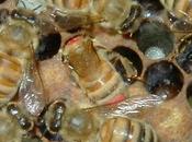 México fortalece actividad apícola tecnología.