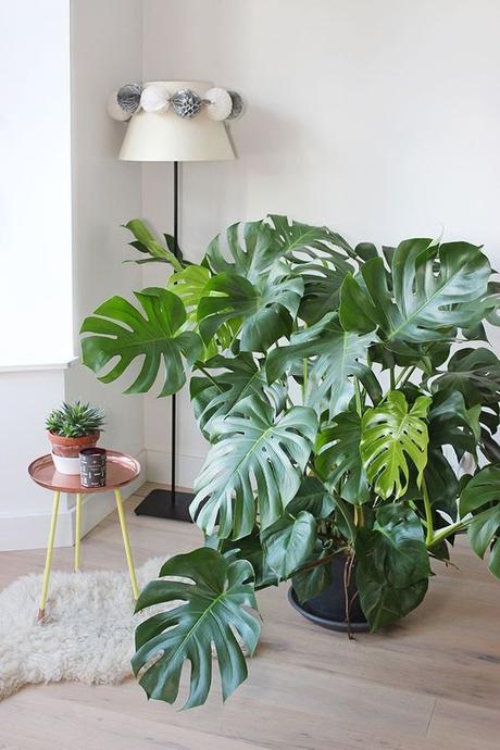 MONSTERA, COMO PLANTA DE COMPAÑÍA...