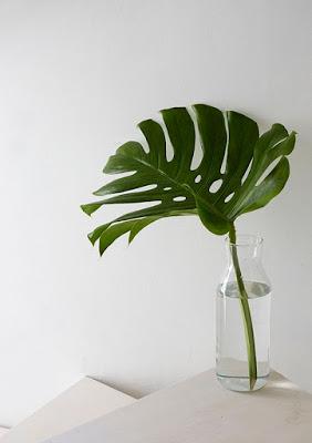 MONSTERA, COMO PLANTA DE COMPAÑÍA...