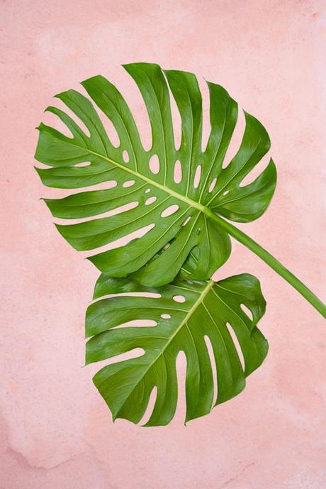 MONSTERA, COMO PLANTA DE COMPAÑÍA...