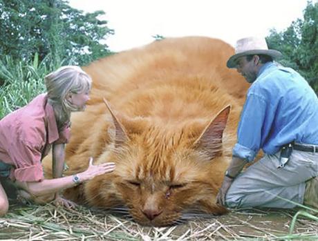 10 Imagenes graciosas de Gatos gigantes