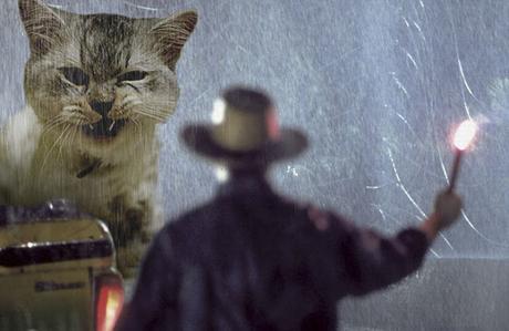 10 Imagenes graciosas de Gatos gigantes