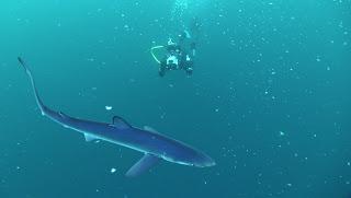 'A 47 metros', 'Sharknado 5' y curiosidades sobre tiburones