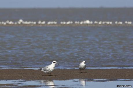 Gaviotines golondrina y laguneros