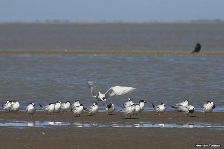 Gaviotines golondrina y laguneros