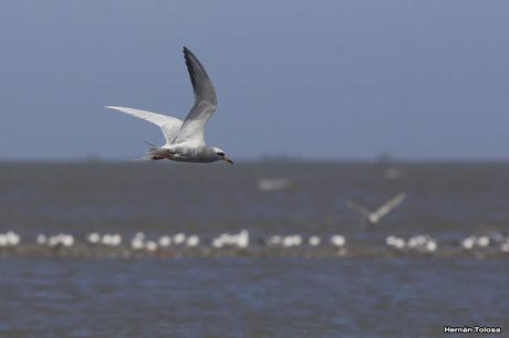 Gaviotines golondrina y laguneros