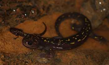 La Salamandra de montaña Gorgan