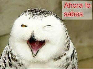 Que son los animales?