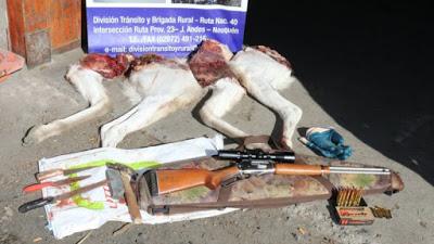 Tres neuquinos detenidos cuando cazaban un guanaco