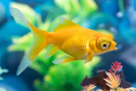 ¿Te imaginas echarle alcohol a tu pez dorado? ¿Te imaginas echarle alcohol a tu pez dorado?
