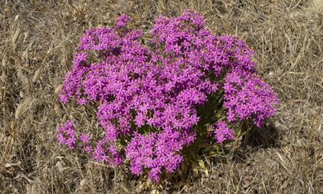 La Centaura Menor para la salud y la belleza plantas fotos centaura menor