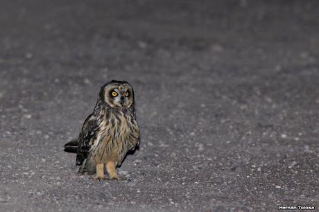Lechuzón de campo (Asio flammeus)