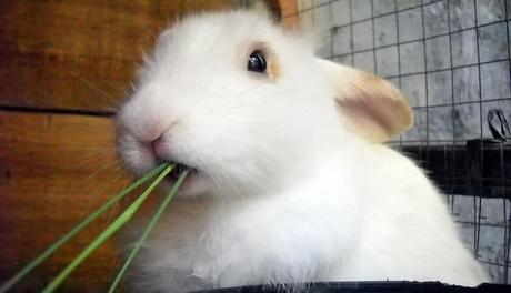 Cuidado Dental De Los Conejos. Cómo Mantener Sus Dientes Sanos
