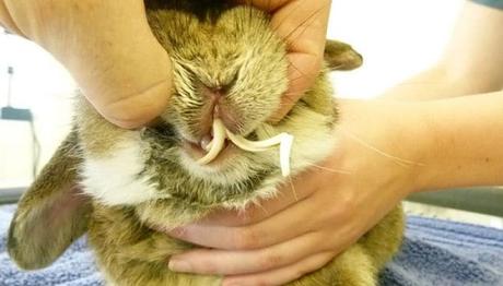 Cuidado Dental De Los Conejos. Cómo Mantener Sus Dientes Sanos