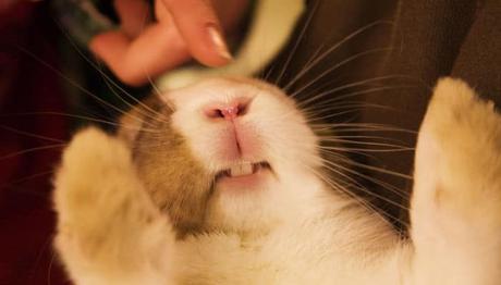 Cuidado Dental De Los Conejos. Cómo Mantener Sus Dientes Sanos