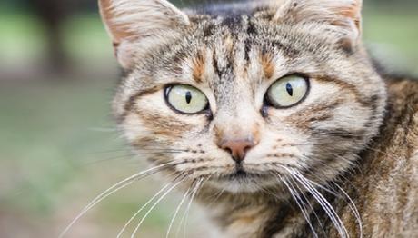 tratamiento de micosis en gatos