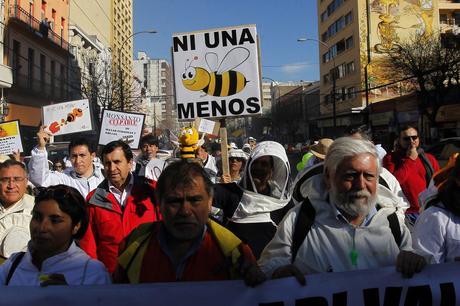 APICULTORES CHILENOS MARCHARON EN PROTESTA POR MORTANDAD DE ABEJAS.