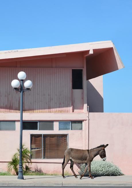 Hayley Eichenbaum Palm Springs photos, pink house and donkey