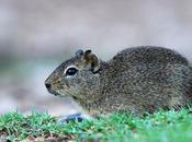 Cuis chico (Microcavia australis)