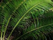 Venerdí Photosatriani