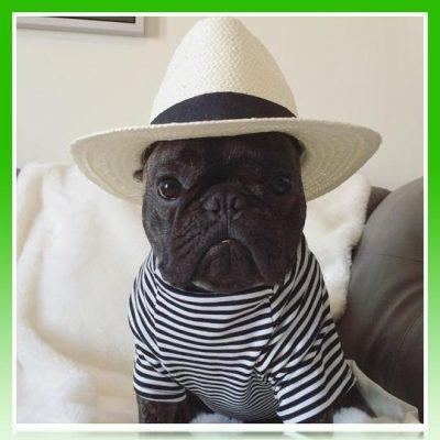 ropa de verano para bulldog frances