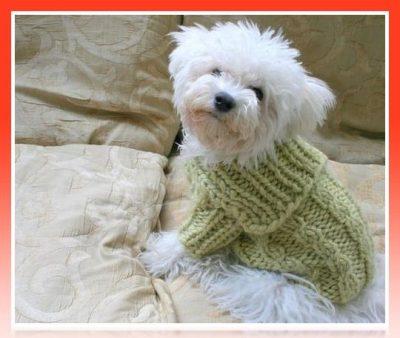 Imagenes de ropa para perros bichon maltes - Paperblog