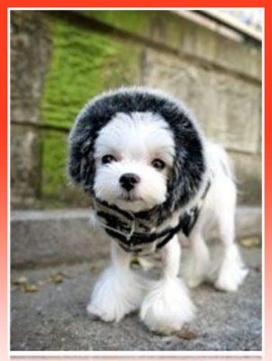 gorro para bichon maltes