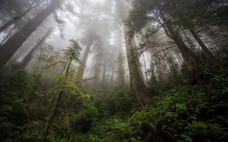SEMARNAT autorizó destrucción del Bosque de Niebla