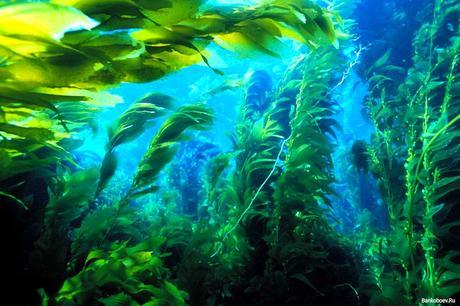 Son claves para la vida en el mar hasta hoy día