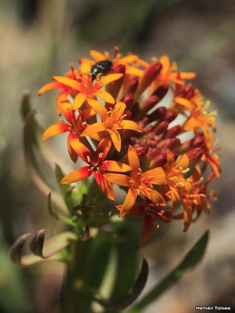 Sendero Laguna del Toro