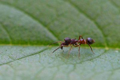 Araña saltadora. Créditos: mbkestell Flikr