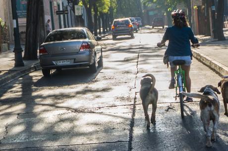 Cómo evitar el ataque de un perro cuando vamos en bicicleta