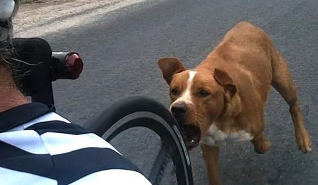 Cómo evitar el ataque de un perro cuando vamos en bicicleta