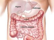 Limpia colon kéfir linaza