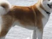 Akita